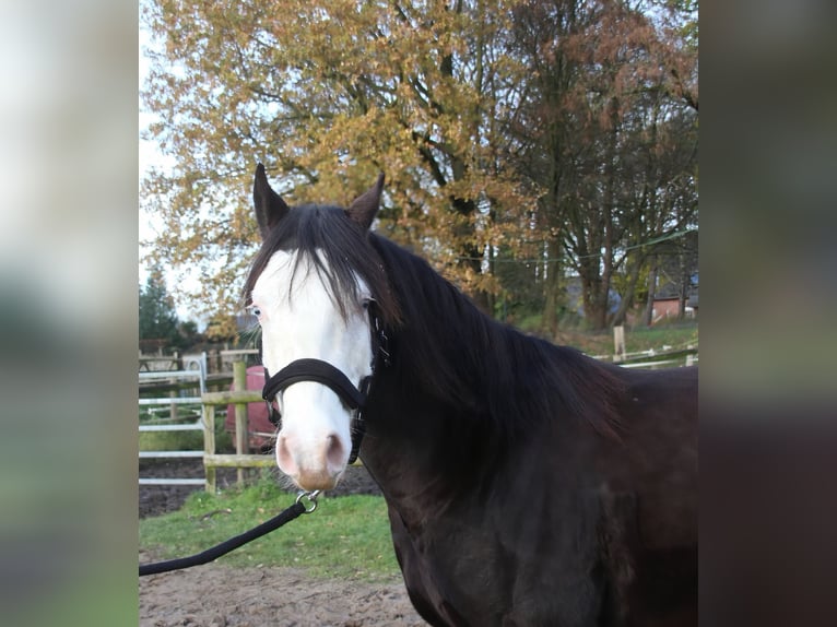Caballo cuarto de milla Semental 2 años 142 cm Morcillo in Rhede