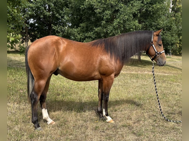 Caballo cuarto de milla Semental 2 años 143 cm Castaño in Fladungen