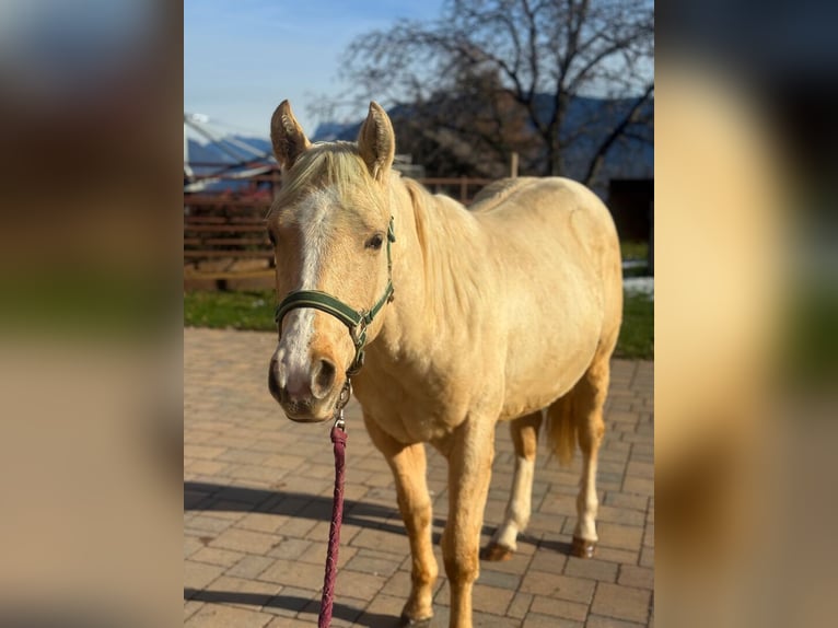 Caballo cuarto de milla Semental 2 años 143 cm Palomino in St. Michael/Eppan