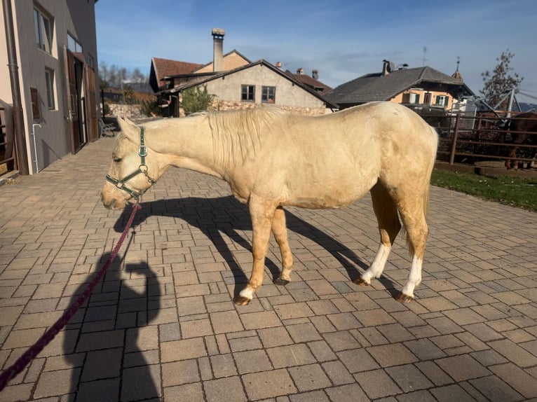 Caballo cuarto de milla Semental 2 años 143 cm Palomino in St. Michael/Eppan