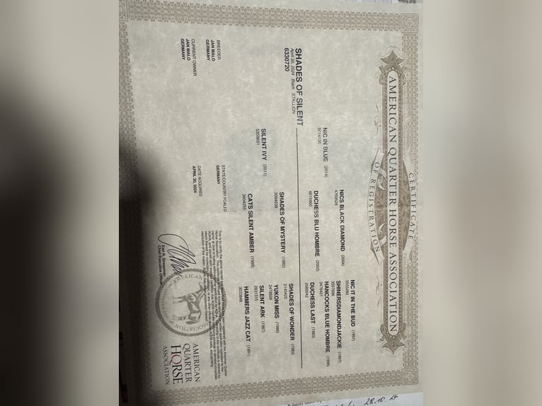 Caballo cuarto de milla Semental 2 años 145 cm Negro in Brunn