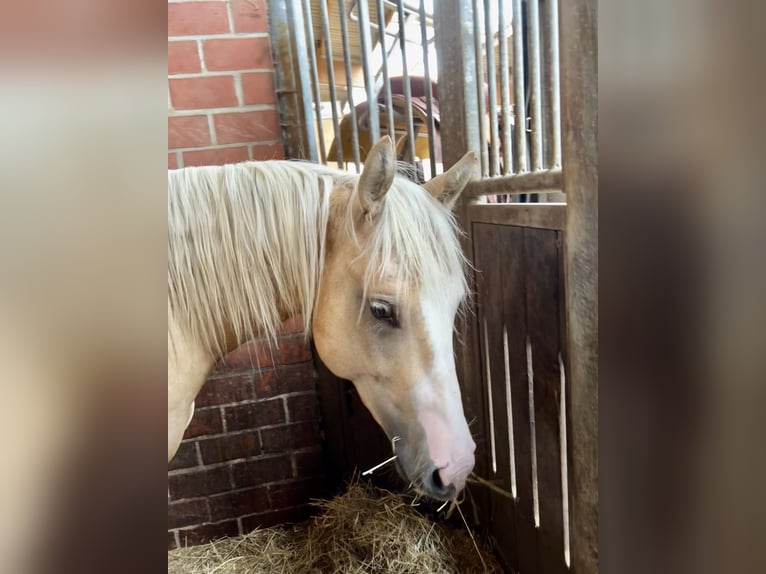 Caballo cuarto de milla Semental 2 años 146 cm Palomino in Rhede