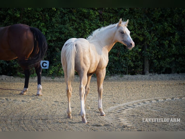 Caballo cuarto de milla Semental 2 años 146 cm Palomino in Rhede