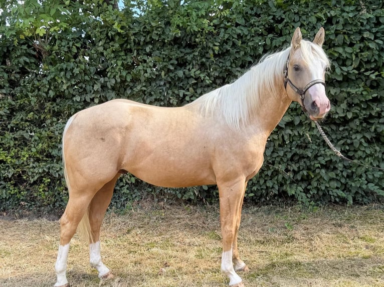 Caballo cuarto de milla Semental 2 años 146 cm Palomino in Rhede