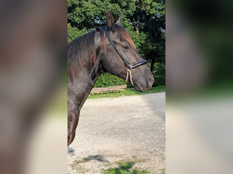 Caballo cuarto de milla Semental 2 años 147 cm Negro in Caumont, Midi-Pyr&#xE9;n&#xE9;es, France [ Localiser ]
