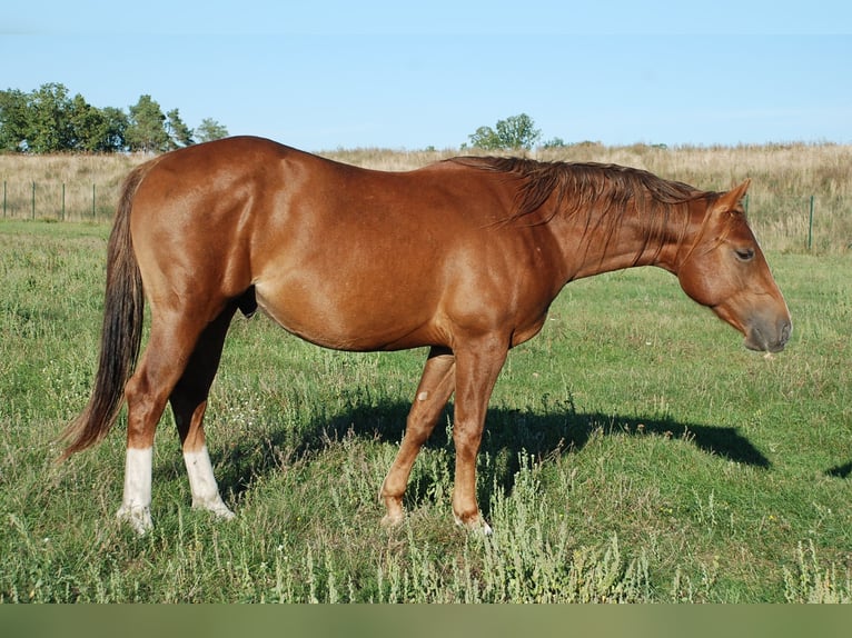 Caballo cuarto de milla Semental 2 años 148 cm Alazán-tostado in Ludwigslust
