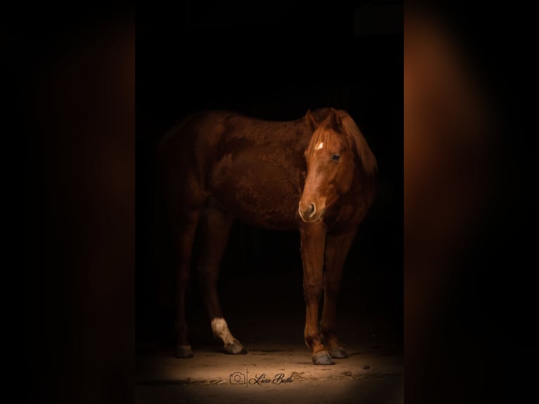 Caballo cuarto de milla Semental 2 años 148 cm Alazán-tostado in Illingen