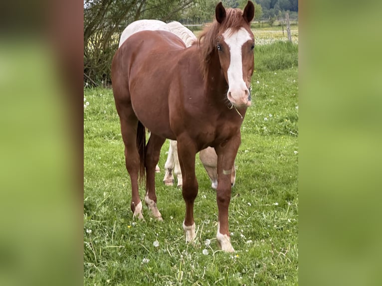 Caballo cuarto de milla Mestizo Semental 2 años 148 cm Alazán in Buchen (Odenwald)