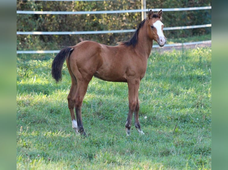 Caballo cuarto de milla Semental 2 años 148 cm Castaño in Waldshut-Tiengen