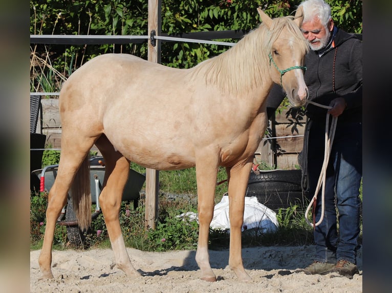 Caballo cuarto de milla Semental 2 años 148 cm Palomino in Müglitztal