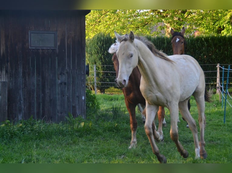Caballo cuarto de milla Mestizo Semental 2 años 149 cm Champán in Voltlage