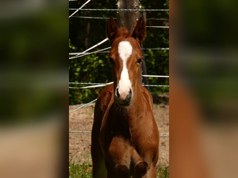 Caballo cuarto de milla Semental 2 años 150 cm Alazán in Bad Kohlgrub