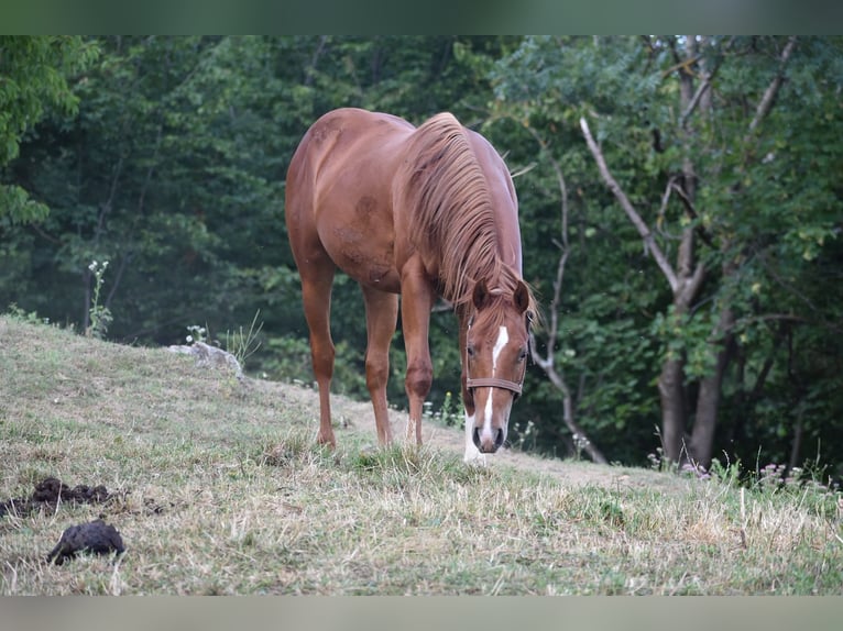 Caballo cuarto de milla Semental 2 años 150 cm Alazán rojizo in Lesično