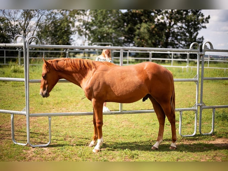 Caballo cuarto de milla Semental 2 años 150 cm Alazán in Zeulenroda