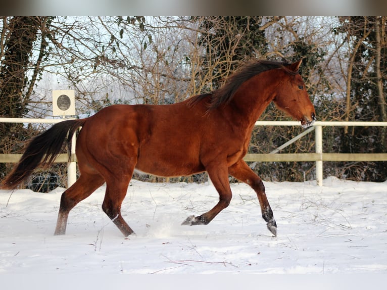 Caballo cuarto de milla Semental 2 años 150 cm Castaño in Stade