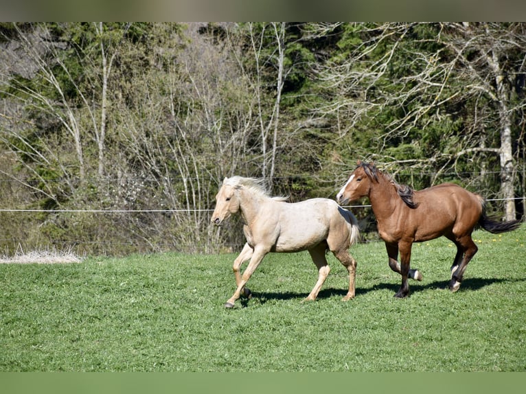 Caballo cuarto de milla Semental 2 años 150 cm Palomino in Glashütten