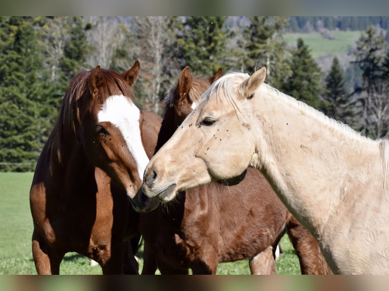 Caballo cuarto de milla Semental 2 años 150 cm Palomino in Glashütten