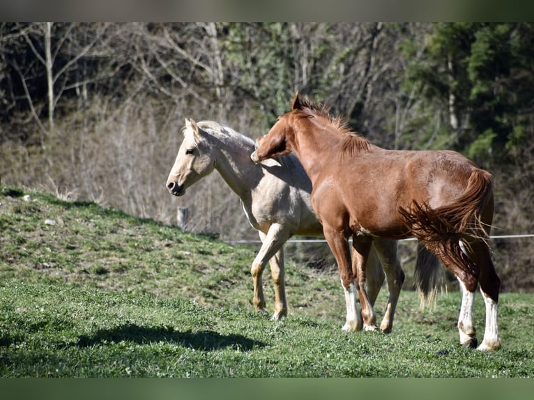 Caballo cuarto de milla Semental 2 años 150 cm Palomino in Glashütten