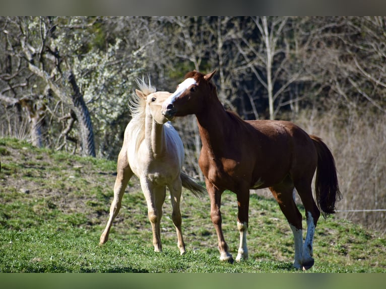 Caballo cuarto de milla Semental 2 años 150 cm Palomino in Glashütten