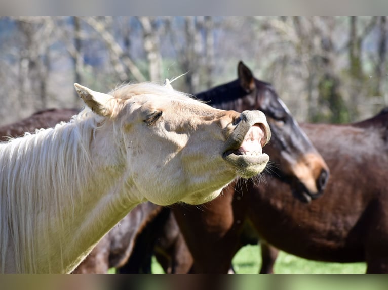 Caballo cuarto de milla Semental 2 años 150 cm Palomino in Glashütten