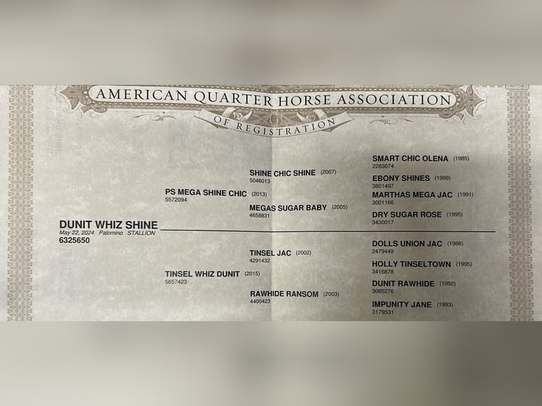 Caballo cuarto de milla Semental 2 años 150 cm Palomino in Speinshart