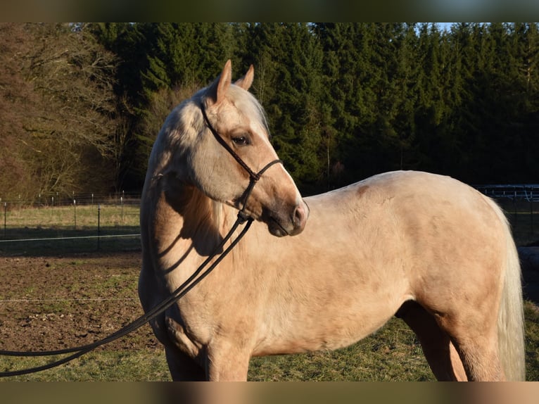 Caballo cuarto de milla Semental 2 años 150 cm Palomino in Speinshart