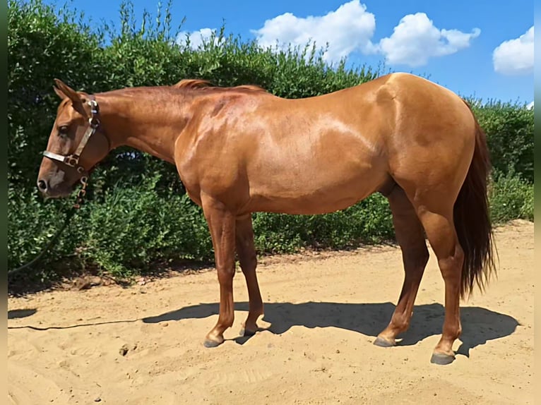Caballo cuarto de milla Semental 2 años 150 cm Red Dun/Cervuno in Lübben (Spreewald)