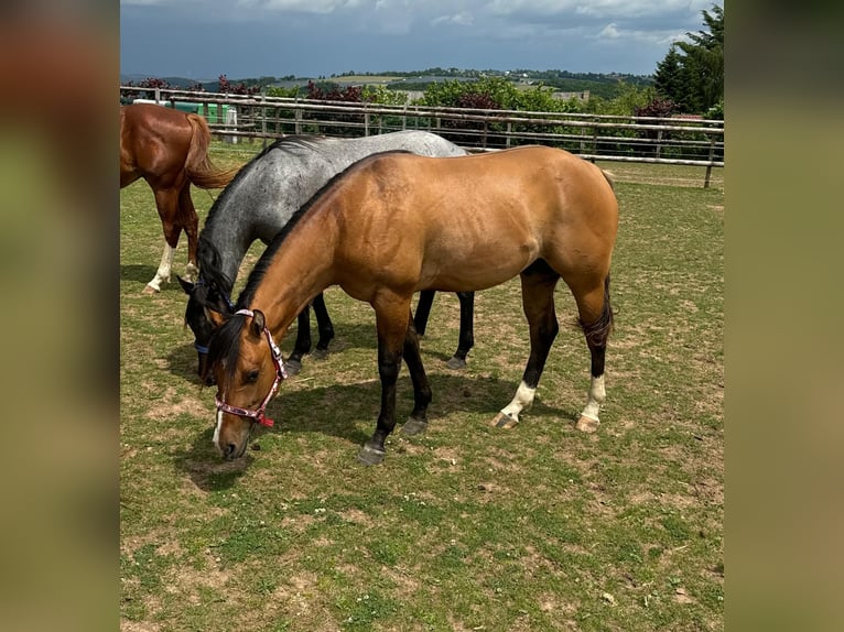 Caballo cuarto de milla Semental 2 años 150 cm Red Dun/Cervuno in Daleiden