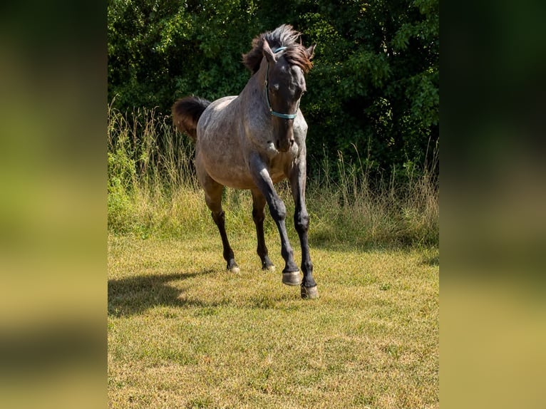 Caballo cuarto de milla Semental 2 años 150 cm Ruano azulado in Breitenbach