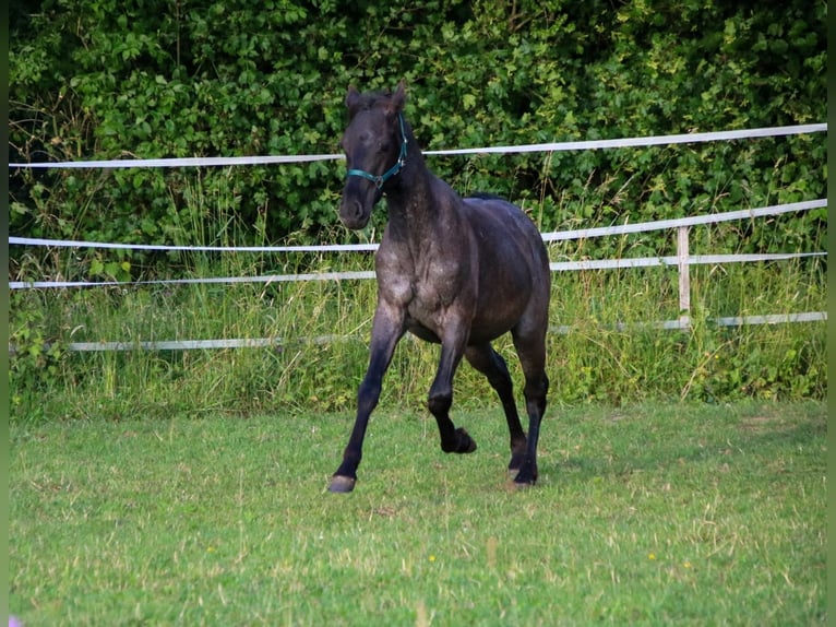 Caballo cuarto de milla Semental 2 años 150 cm Ruano azulado in Breitenbach