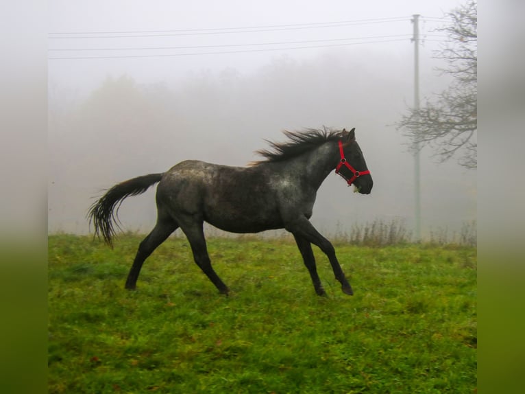Caballo cuarto de milla Semental 2 años 150 cm Ruano azulado in Breitenbach