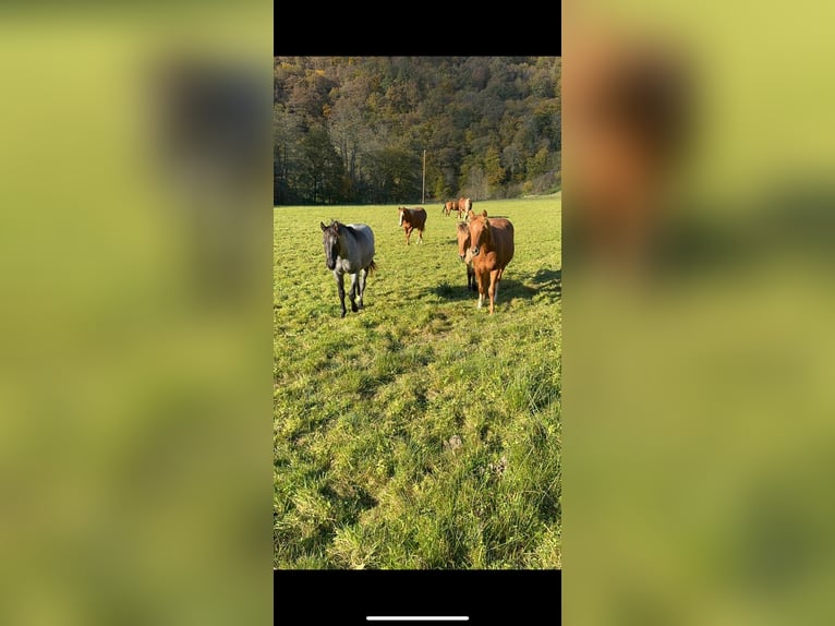 Caballo cuarto de milla Semental 2 años 150 cm Ruano azulado in Daleiden