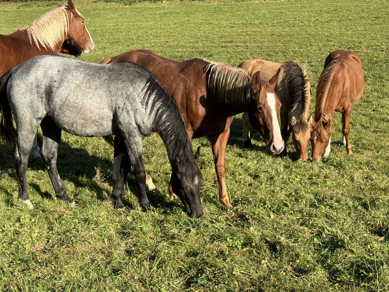 Caballo cuarto de milla Semental 2 años 150 cm Ruano azulado in Daleiden