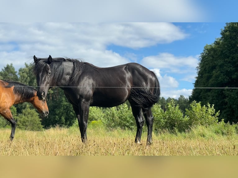 Caballo cuarto de milla Semental 2 años 151 cm Negro in Bredereiche