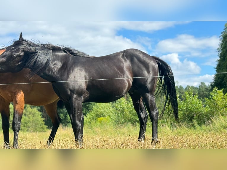 Caballo cuarto de milla Semental 2 años 151 cm Negro in Bredereiche