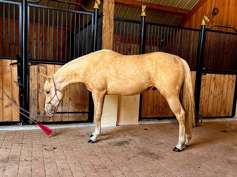 Caballo cuarto de milla Semental 2 años 151 cm Palomino in Capdrot