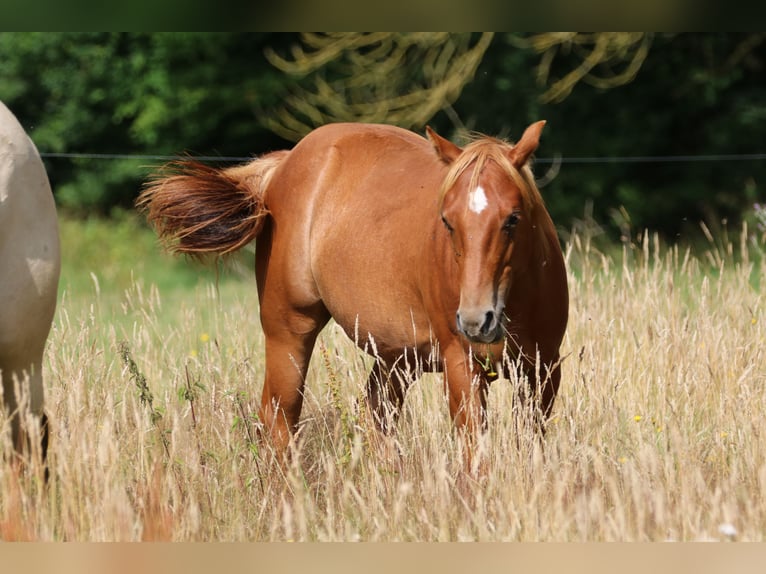 Caballo cuarto de milla Semental 2 años 152 cm Alazán in Elmenhorst-Lichtenhagen