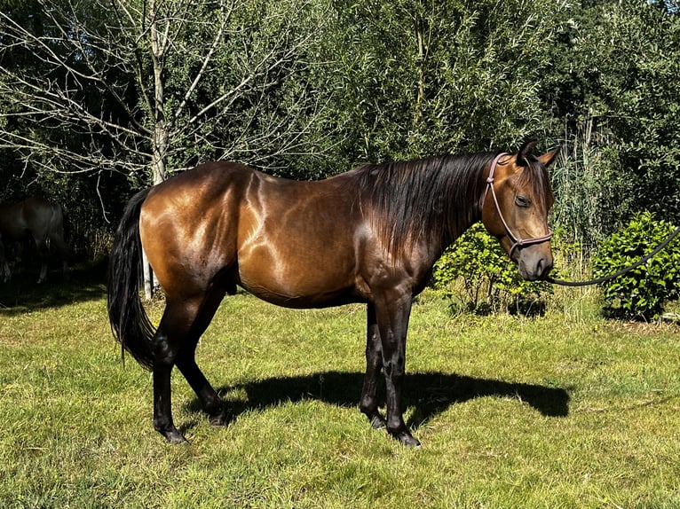 Caballo cuarto de milla Semental 2 años 152 cm Buckskin/Bayo in Leuvenheim