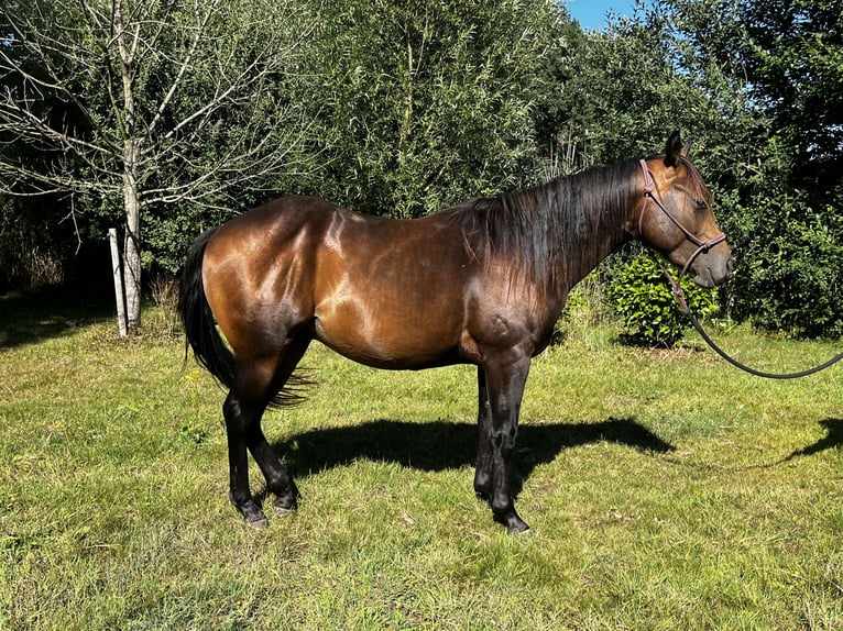 Caballo cuarto de milla Semental 2 años 152 cm Buckskin/Bayo in Leuvenheim