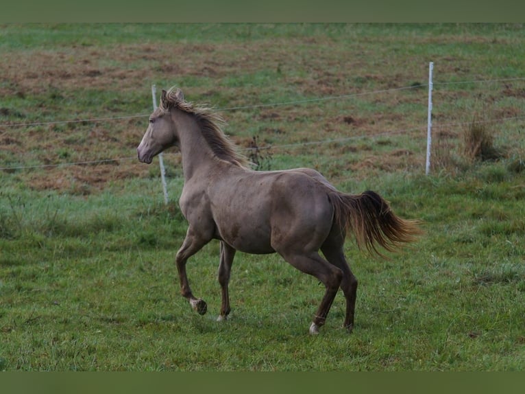 Caballo cuarto de milla Semental 2 años 152 cm Champán in Weinähr