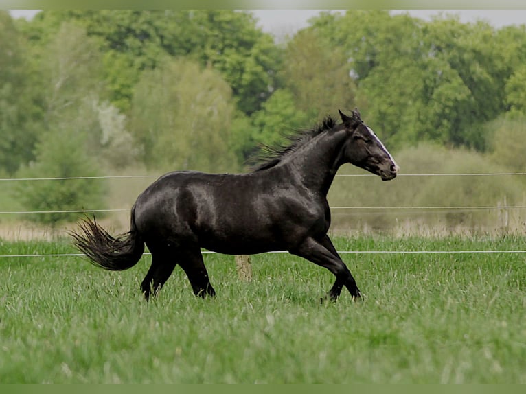 Caballo cuarto de milla Semental 2 años 152 cm Negro in Celle