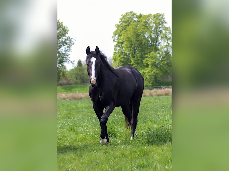Caballo cuarto de milla Semental 2 años 152 cm Negro in Celle