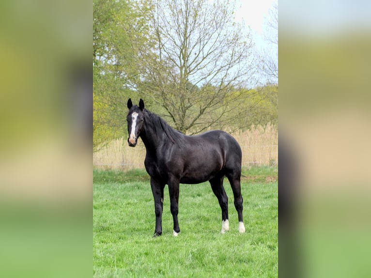 Caballo cuarto de milla Semental 2 años 152 cm Negro in Celle