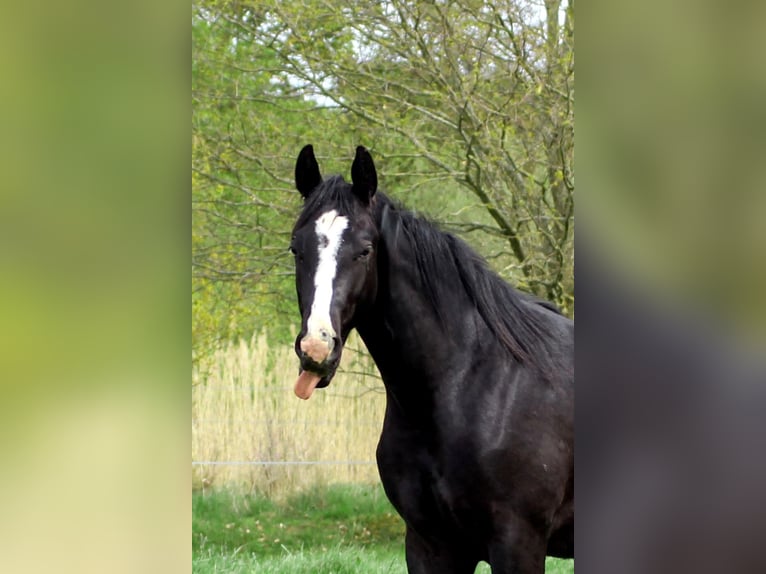 Caballo cuarto de milla Semental 2 años 152 cm Negro in Celle
