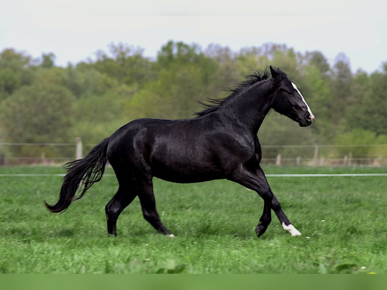 Caballo cuarto de milla Semental 2 años 152 cm Negro in Celle