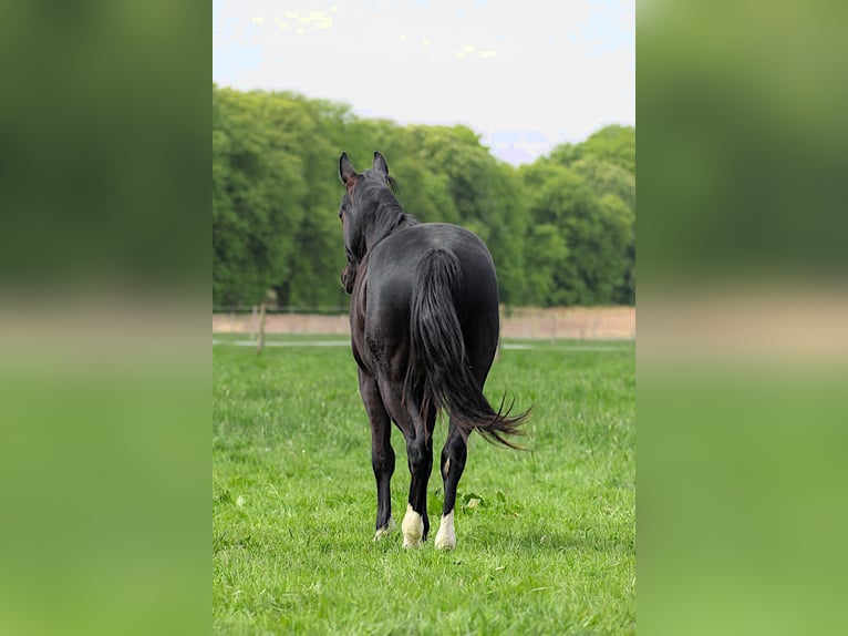 Caballo cuarto de milla Semental 2 años 152 cm Negro in Celle