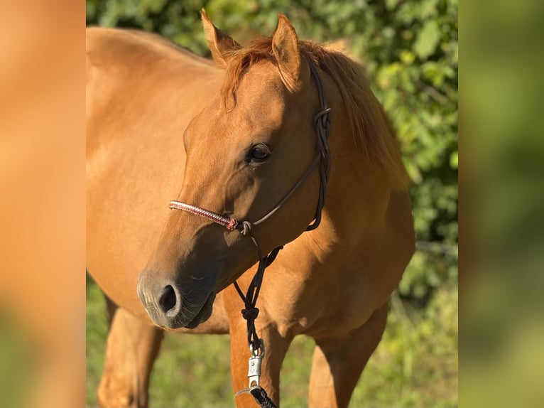 Caballo cuarto de milla Semental 2 años 152 cm Red Dun/Cervuno in Elmenhorst-Lichtenhagen