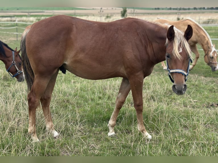Caballo cuarto de milla Semental 2 años 153 cm Alazán in Alfeld (Leine) Caballo cuarto de milla Semental 2 años 153 cm Alazán in Alfeld (Leine)