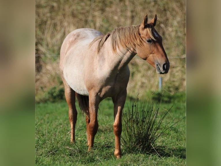 Caballo cuarto de milla Semental 2 años 154 cm Ruano alazán in Rostock