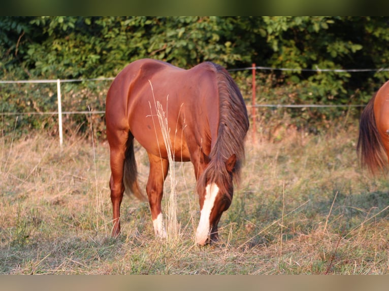 Caballo cuarto de milla Semental 2 años 155 cm Alazán in Büdingen